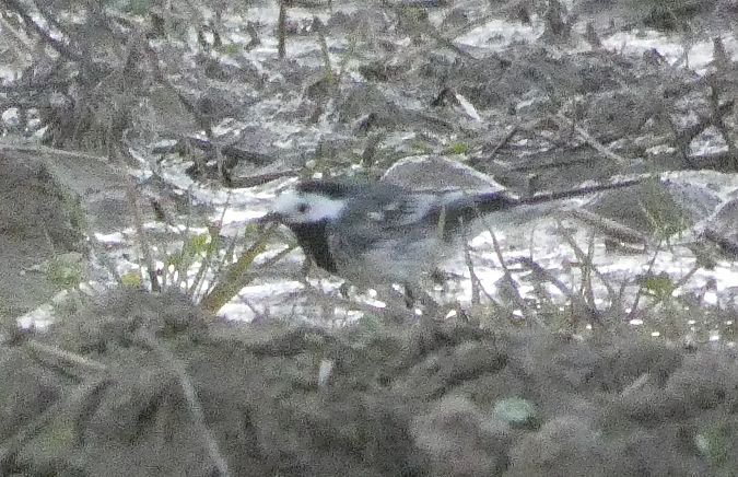Cuereta blanca endolada  - Artur Morales Mombiela