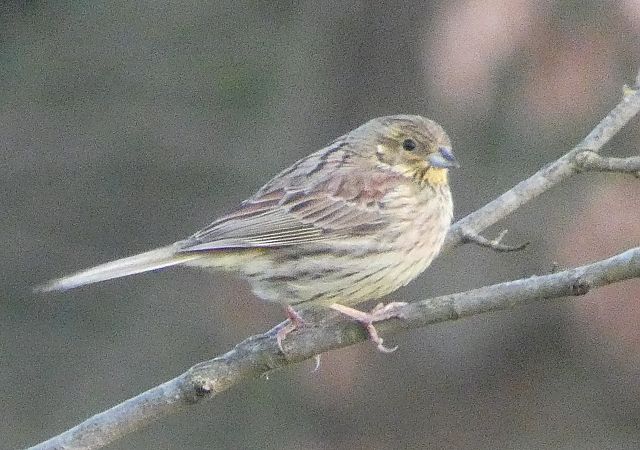 Yellowhammer  - Artur Morales Mombiela