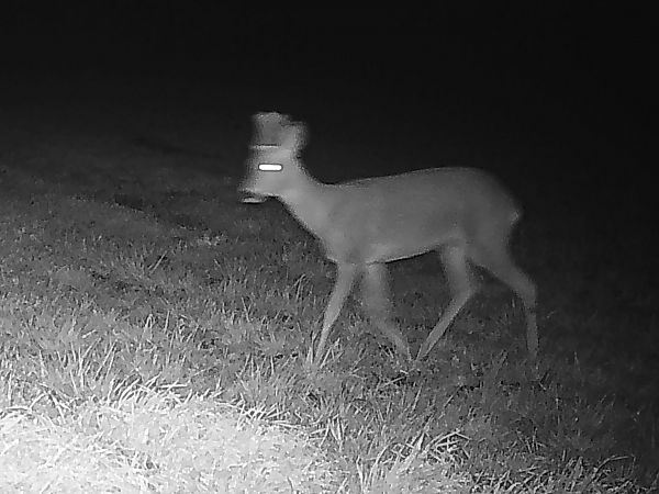 Cabirol  - Francesc Moncasí Salvia