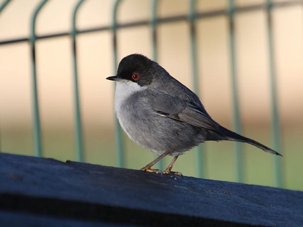 Tallarol capnegre  - Francesc Moncasí Salvia