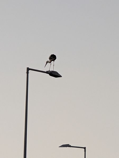 Cigonya blanca  - Caterina Arias Climent