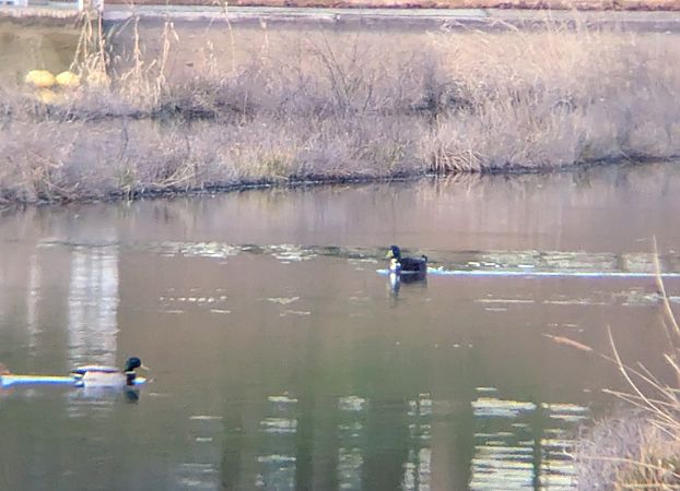 Anatidae híbrid  - Caterina Arias Climent
