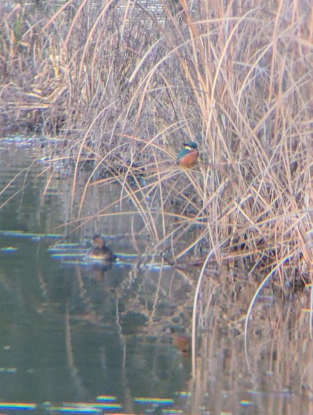 Blauet  - Caterina Arias Climent