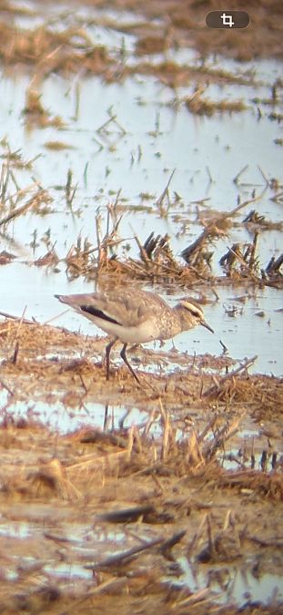 Fredeluga gregària  - Dani Perez