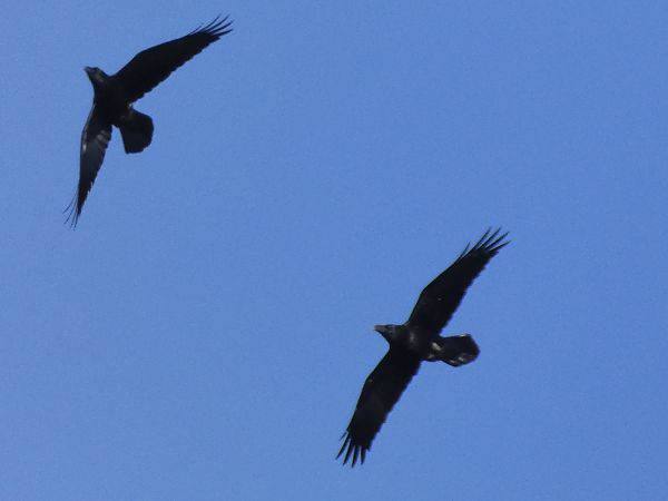 Corb  - Andrew Clarke