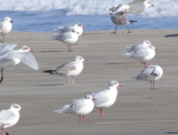 Gavina cendrosa  - Andrew Clarke