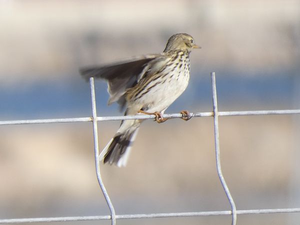 Titella  - Andrew Clarke