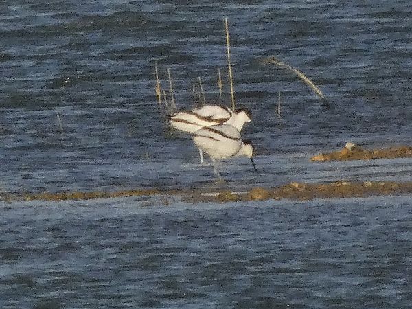 Bec d'alena  - Andrew Clarke