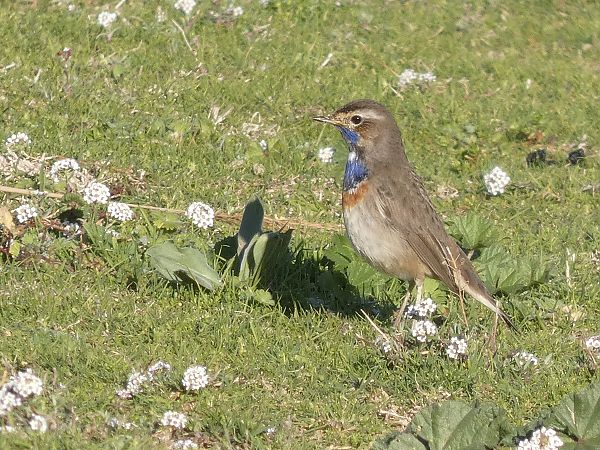 Cotxa blava  - Andrew Clarke