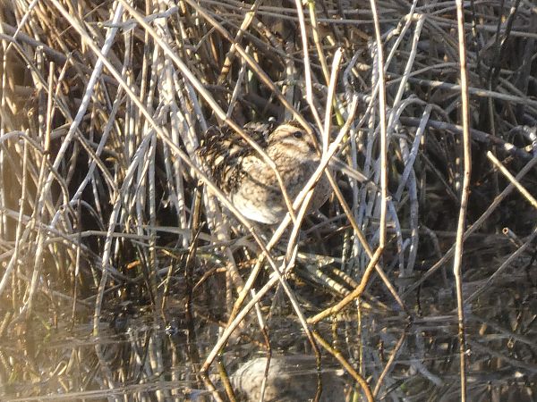 Becadell comú  - Andrew Clarke