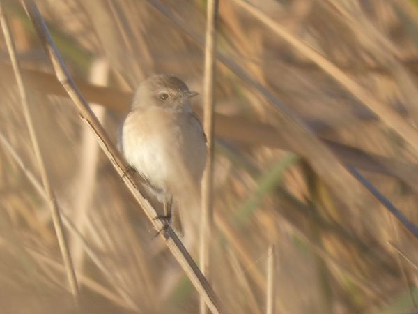 Bitxac comú  - Andrew Clarke