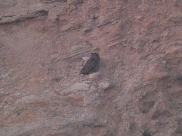 Duc  - Andrew Clarke