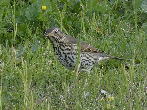 Tord comú  - Andrew Clarke