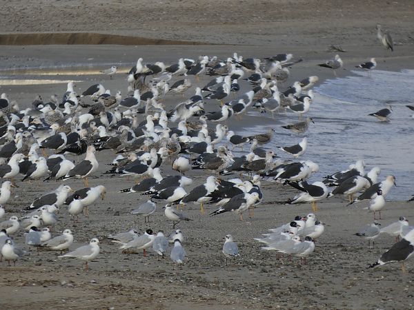 Gavià fosc  - Andrew Clarke