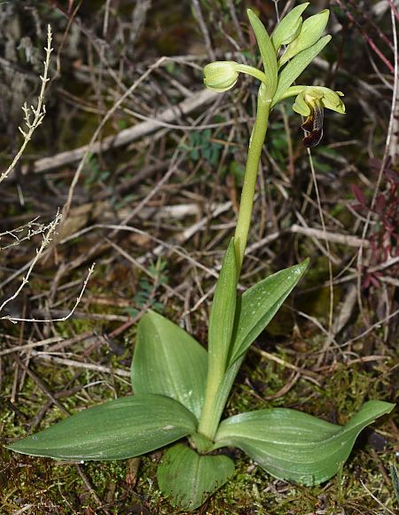 Ophrys forestieri  - Carles Miñarro