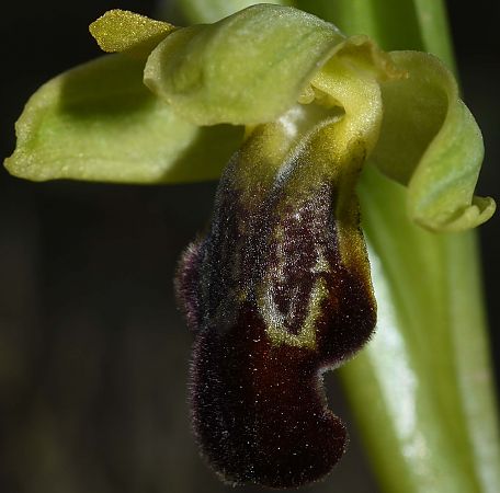 Ophrys forestieri  - Carles Miñarro