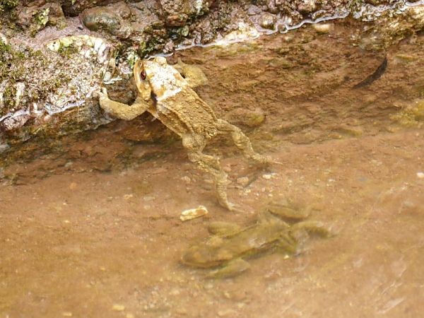 Gripau comú  - Josep M. Palau Garrabou