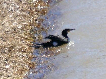 Corb marí gros  - Josep M. Palau Garrabou