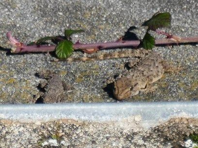 Dragó comú  - Josep M. Palau Garrabou