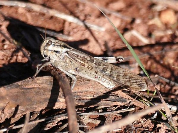 Llagosta migradora indeterminada  - Josep M. Palau Garrabou