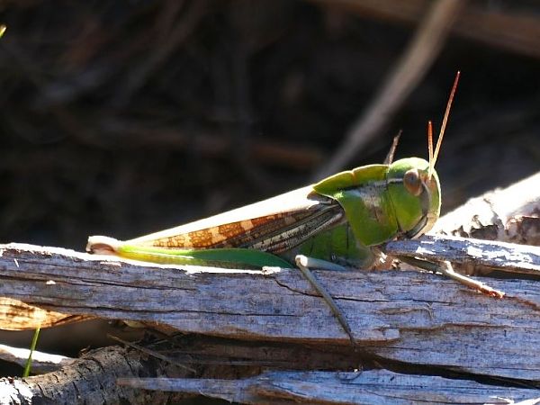 Llagosta migradora indeterminada  - Josep M. Palau Garrabou