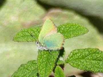 Verdeta d'ull blanc  - Josep M. Palau Garrabou