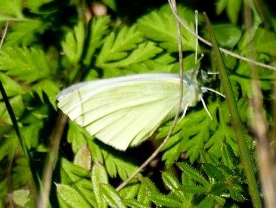 Blanqueta de la col  - Josep M. Palau Garrabou