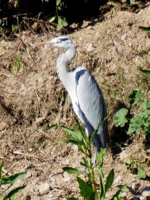 Bernat pescaire  - Josep M. Palau Garrabou