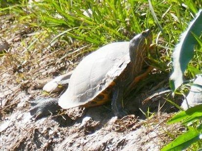 Tortuga d'aigua americana  - Josep M. Palau Garrabou