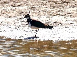 Fredeluga  - Josep M. Palau Garrabou