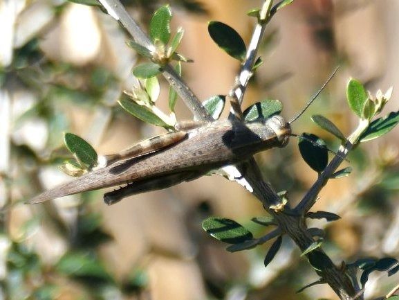 Llagostot egipci  - Josep M. Palau Garrabou