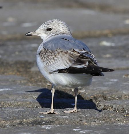 Gavina cendrosa  - Camilo Albert Fernández