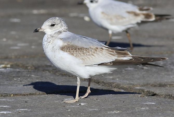 Gavina cendrosa  - Camilo Albert Fernández