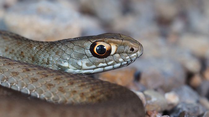 Serp verda  - Pol Sar