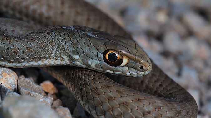 Serp verda  - Pol Sar