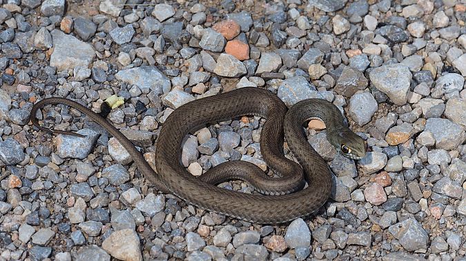 Serp verda  - Pol Sar