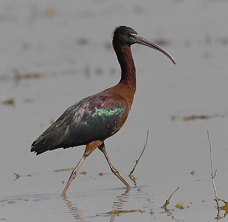 Capó reial  - Ferran Riba Pijuan