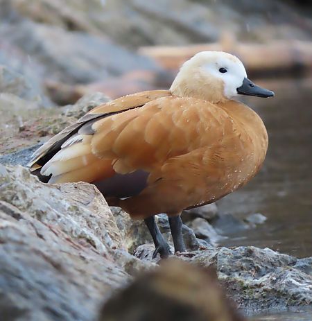 Ànec canyella  - Albert López Prat