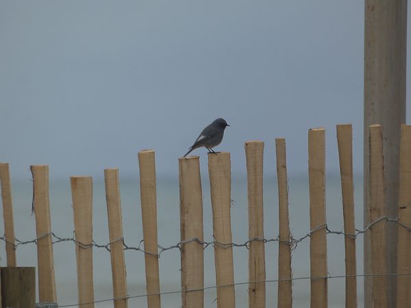 Colirrojo Tizón  - Medi Ambient Ajelprat