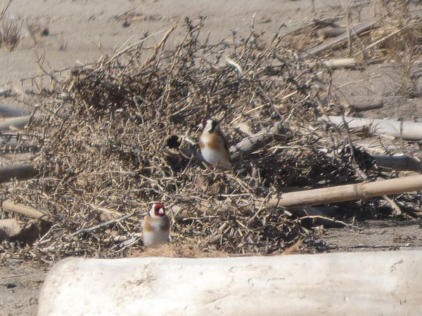 Cadernera  - Medi Ambient Ajelprat