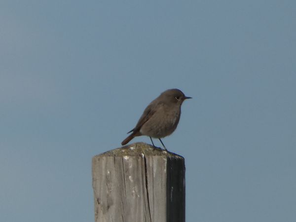 Cotxa fumada  - Medi Ambient Ajelprat