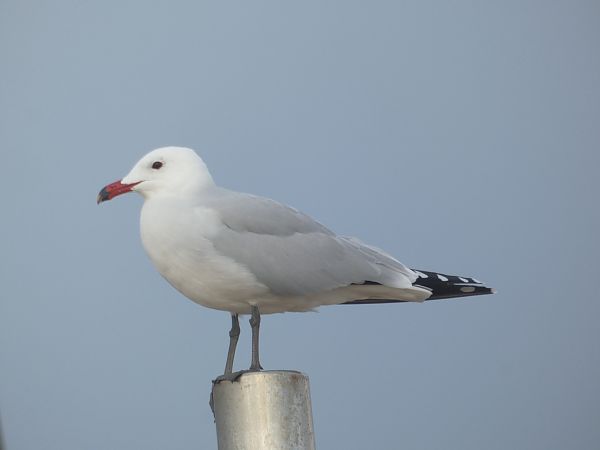 Gavina corsa  - Medi Ambient Ajelprat