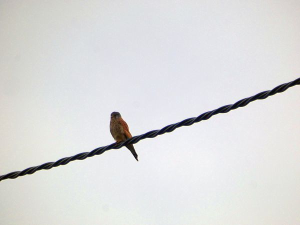 Xoriguer comú  - Medi Ambient Ajelprat