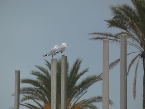 Gaviota de Audouin  - Medi Ambient Ajelprat