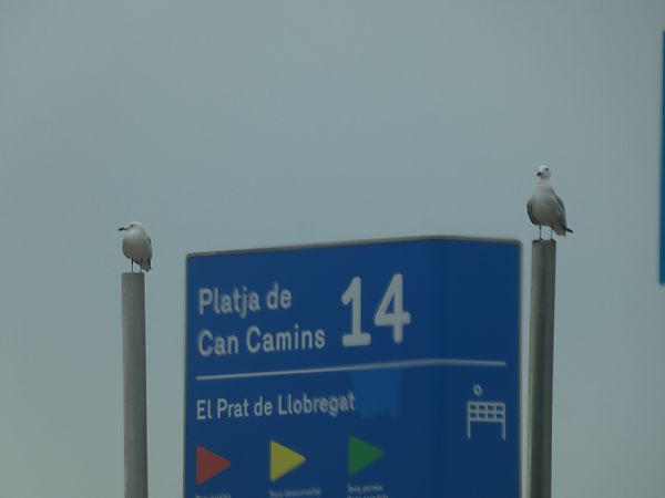 Gavina corsa  - Medi Ambient Ajelprat