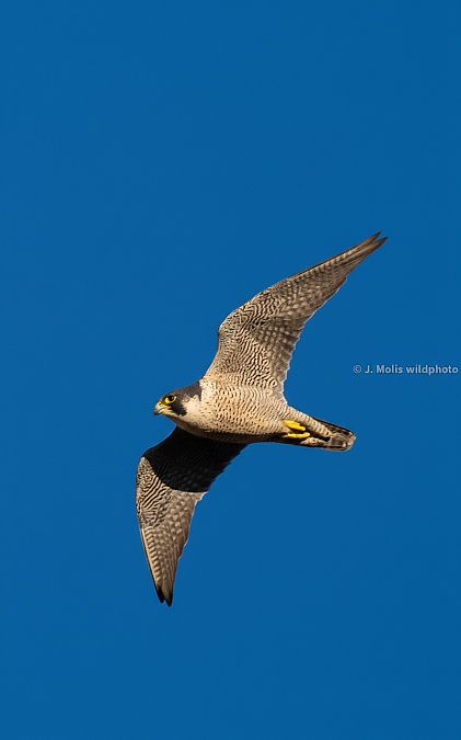 Falcó pelegrí  - Jose Molis