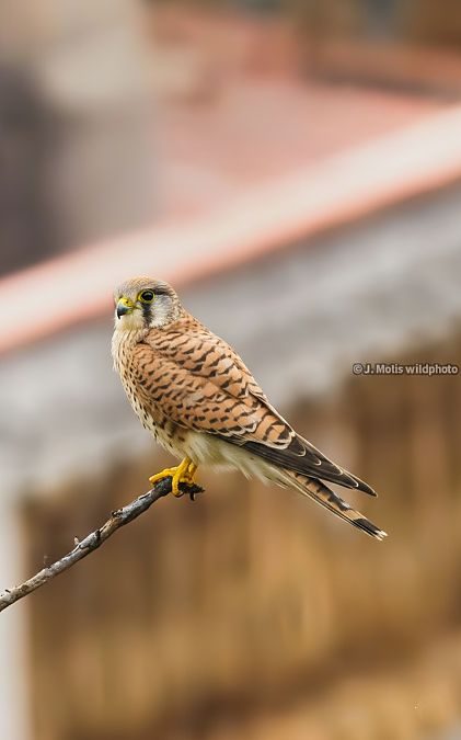 Xoriguer comú  - Jose Molis