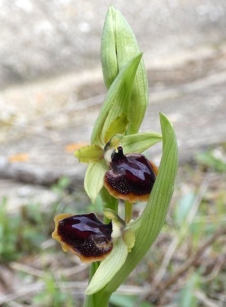 Ophrys passionis 