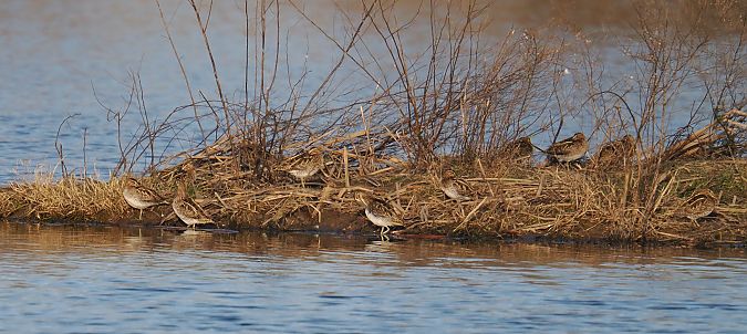 Becadell comú  - Olga Gairin Deulofeu