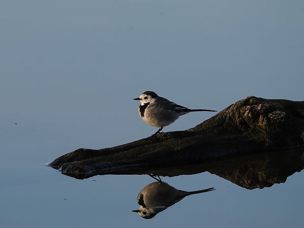 Cuereta blanca vulgar  - Olga Gairin Deulofeu